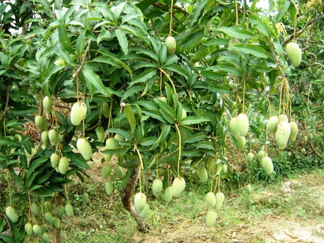 A Mango Tree
