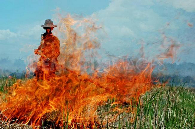 A Worker Burning Sugar Cane